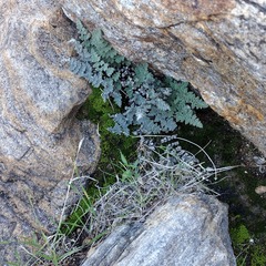 Myriopteris parryi