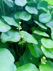 Hydrocotyle bonariensis