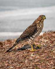 Accipiter cooperii