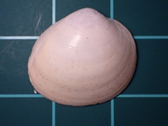 Laevicardium substriatum