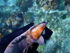 Conus sanguinolentus