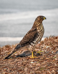 Accipiter cooperii