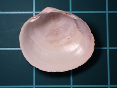 Laevicardium substriatum