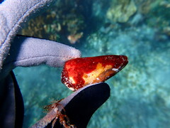 Conus sanguinolentus