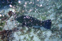 Notolabrus inscriptus