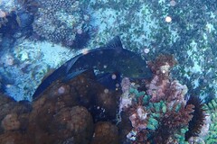 Notolabrus inscriptus