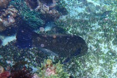 Notolabrus inscriptus