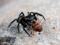 Chalcoscirtus nigritus