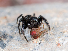 Chalcoscirtus nigritus