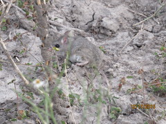 Onychomys leucogaster