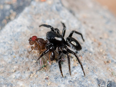 Chalcoscirtus nigritus