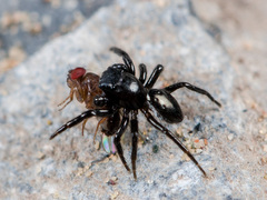 Chalcoscirtus nigritus