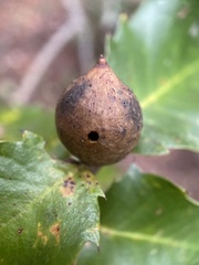 Heteroecus pacificus