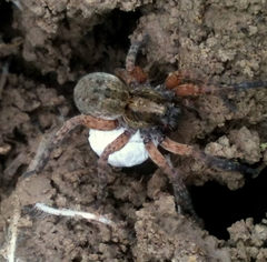 Trochosa terricola