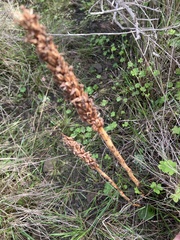 Piperia
