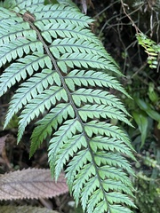 Polystichum wawranum