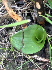 Piperia