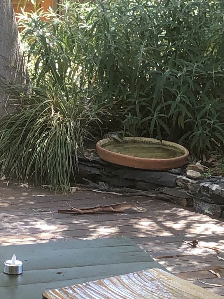 Common Blue-tongued Skink from Gilbert St, Gilberton, SA, AU on January ...