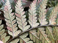 Polystichum wawranum