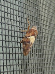 Aphrophora permutata