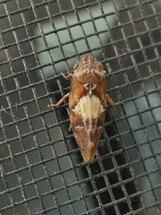 Aphrophora permutata