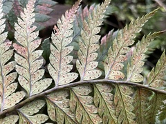 Polystichum wawranum