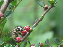 Dolichovespula arctica