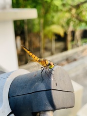 Aethriamanta brevipennis