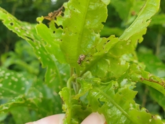 Brachyolus punctatus