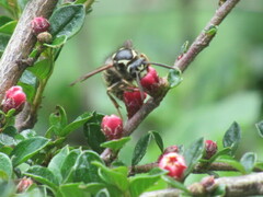 Dolichovespula arctica