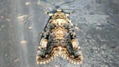 Anacronicta caliginea
