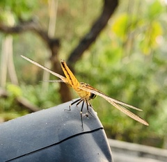 Aethriamanta brevipennis