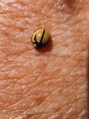 Cheilomenes propinqua