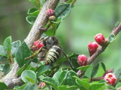 Dolichovespula arctica