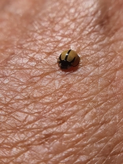 Cheilomenes propinqua