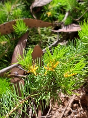 Persoonia chamaepitys