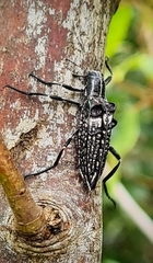 Homocyrtus dromedarius