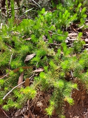 Persoonia chamaepitys