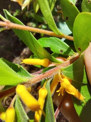Persoonia myrtilloides