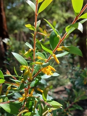 Persoonia myrtilloides