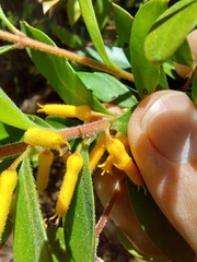 Persoonia myrtilloides