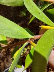 Persoonia myrtilloides