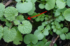 Lamium purpureum