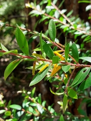 Persoonia myrtilloides