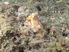 Amphioctopus