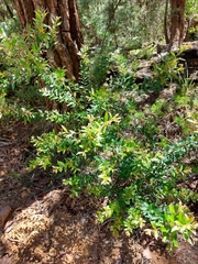 Persoonia myrtilloides