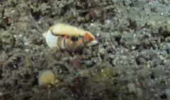 Dardanus sanguinolentus