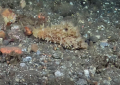 Dolabella auricularia