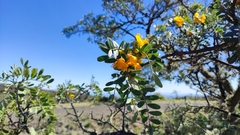 Sophora chrysophylla