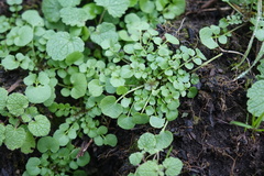 Lamium purpureum
